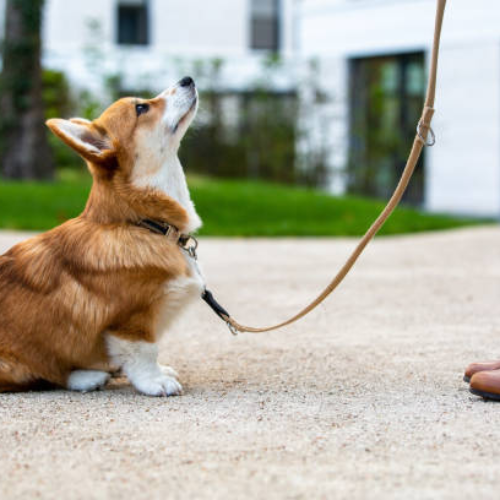 10 Tips for Training Your New Puppy