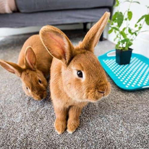 Essential Tips for Taking Care of Your Pet Rabbit