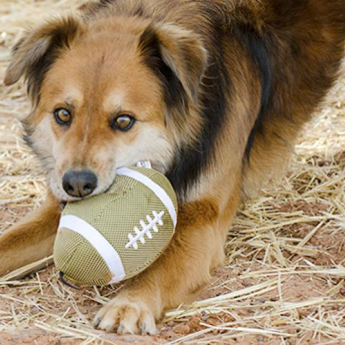 Understanding Your Dog's Body Language