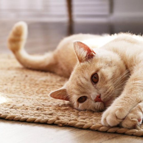 Understanding the Body Language of Cats