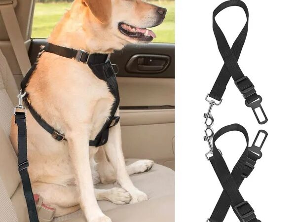 The Complete Guide to Dog Car Safety (2026)