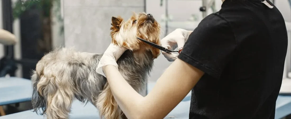 How to Clean a Dog Car Seat Cover (Step-by-Step)