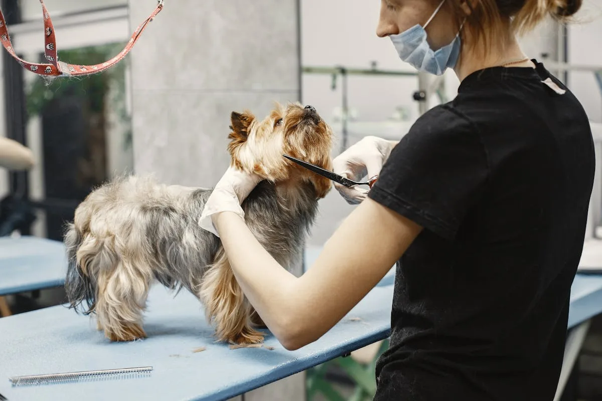 How to Clean a Dog Car Seat Cover (Step-by-Step)