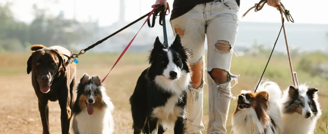 Best Dog Car Accessories for Truck Owners (2026 Guide)