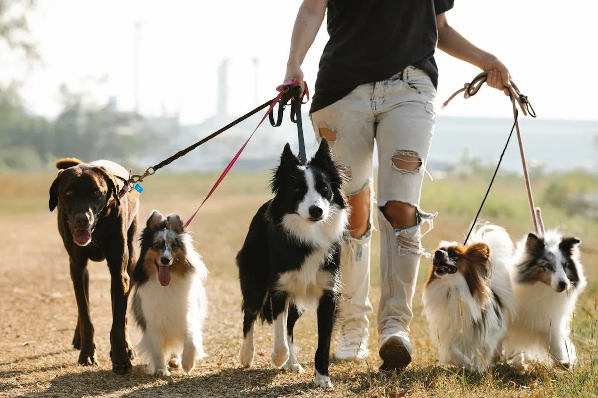 Best Dog Car Accessories for Truck Owners (2026 Guide)