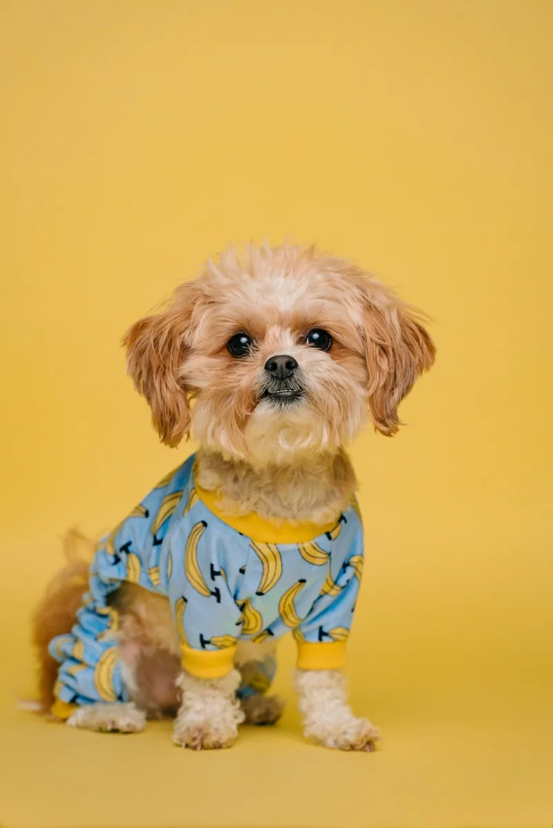 Waterproof Dog Car Seat Covers: Do They Actually Work?