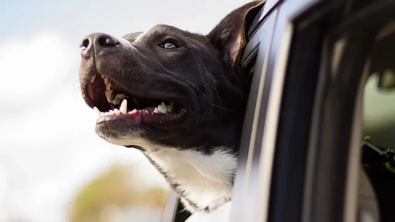 Best Dog Car Seat for Small Dogs: How to Choose the Right One