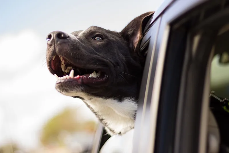 Best Dog Car Seat for Small Dogs: How to Choose the Right One