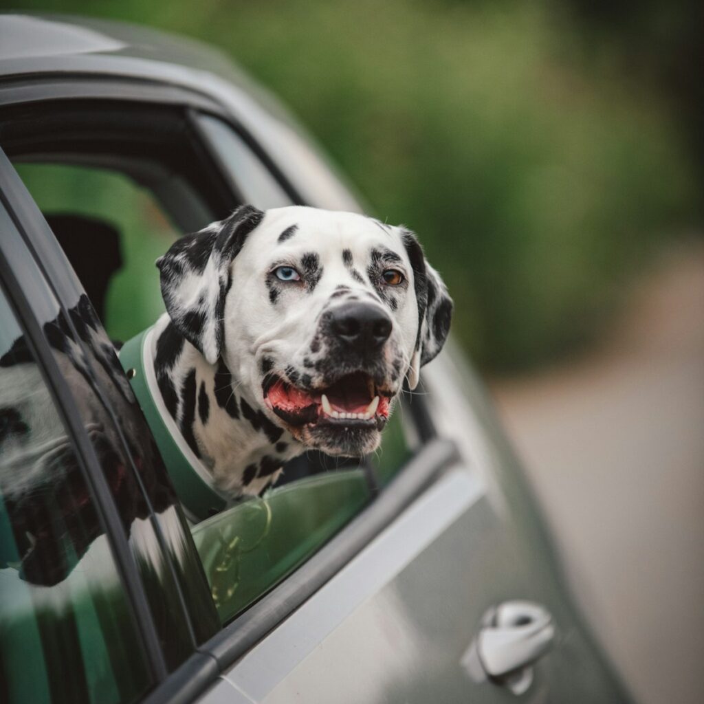 Only4MyPets Co-Pilot dog booster car seat