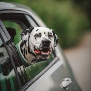 The Co-Pilot