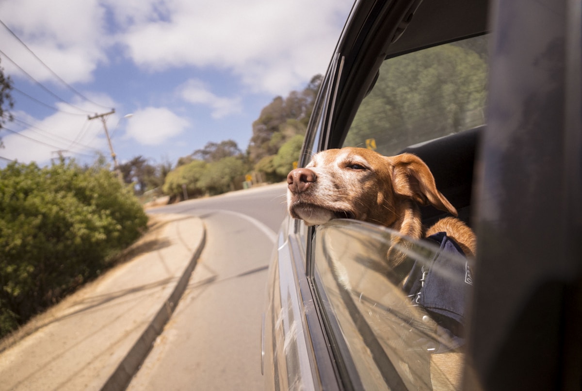 Dog sitting comfortably in car back seat