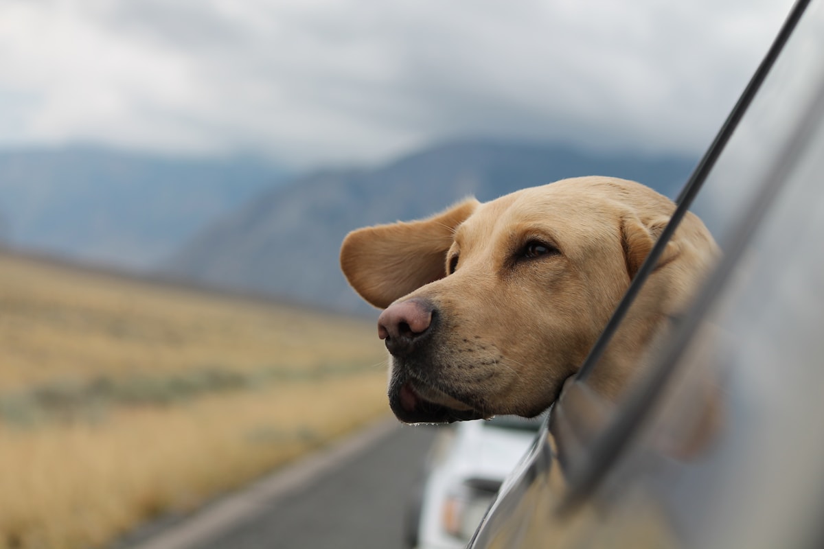 Dog safely in car on travel
