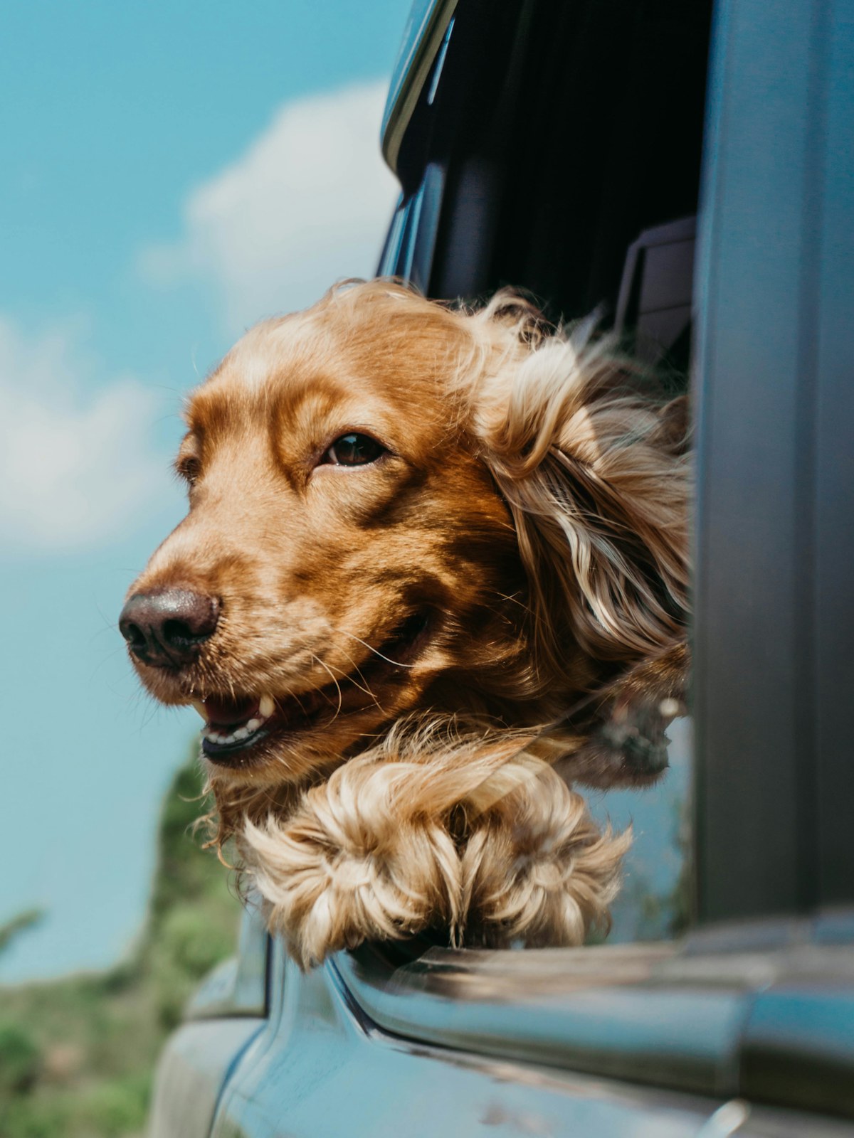 Happy dog looking out car window