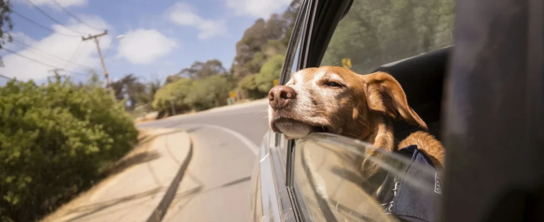 Waterproof vs Water-Resistant: What Matters for Dog Car Gear