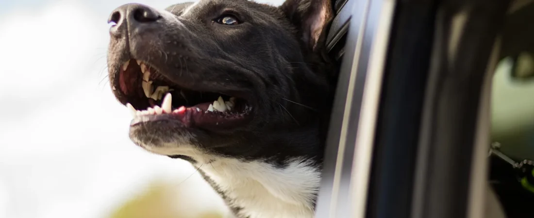 Flying vs Driving With Your Dog: Which Is Actually Safer?