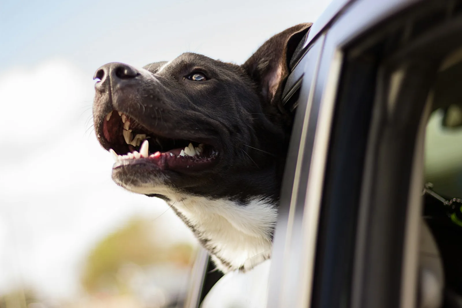 Flying vs Driving With Your Dog: Which Is Actually Safer?