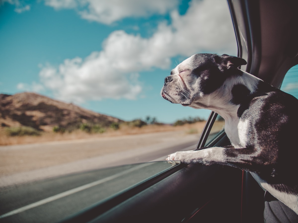 Dog on road trip with family