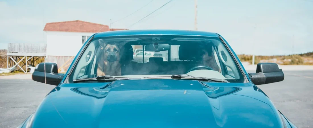 How to Get a Big Dog Into an SUV Without Hurting Their Joints