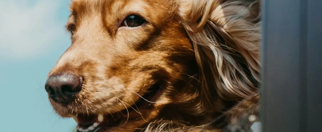 Can You Use a Baby Car Seat for a Dog? (The Honest Answer)