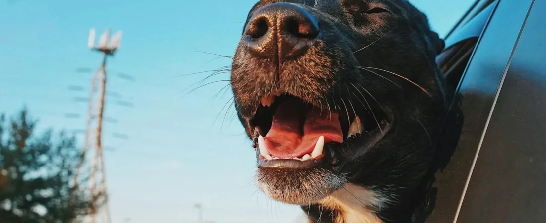 How to Keep a Dog Calm in the Car: 8 Vet-Backed Tips