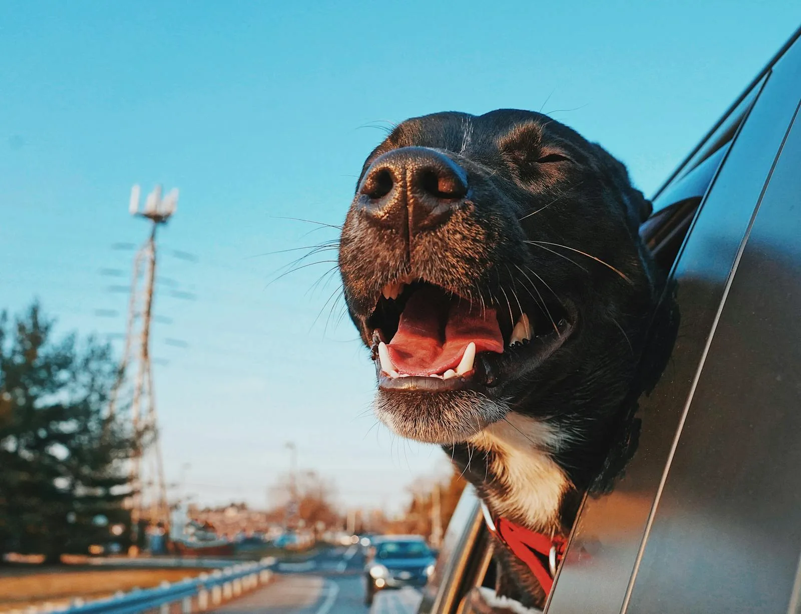 How to Keep a Dog Calm in the Car: 8 Vet-Backed Tips