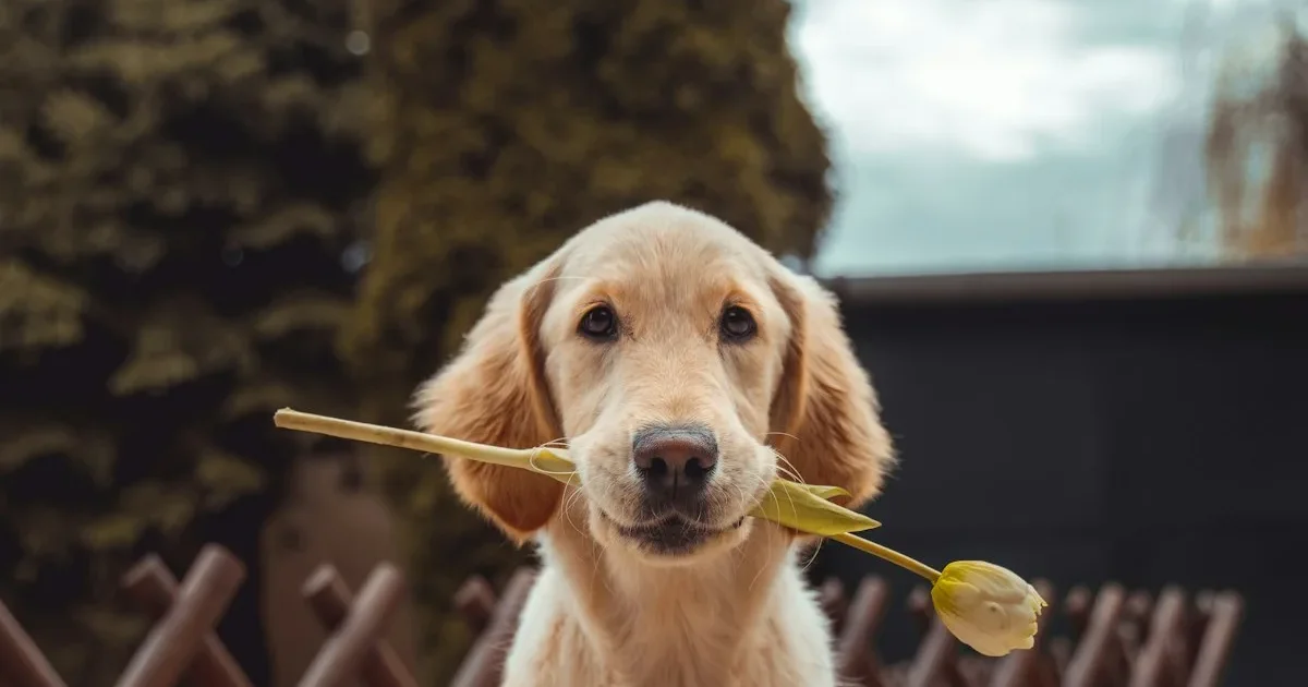 Dog Seat Belt Laws by State: What US Dog Owners Need to Know