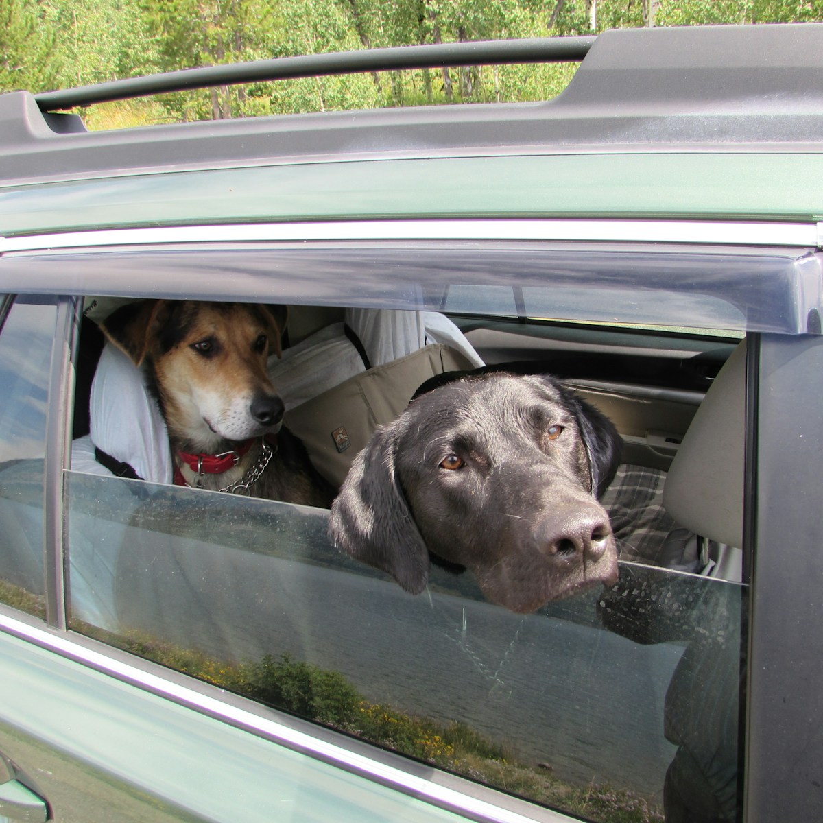 Only4MyPets Pack Barrier dog car back seat barrier