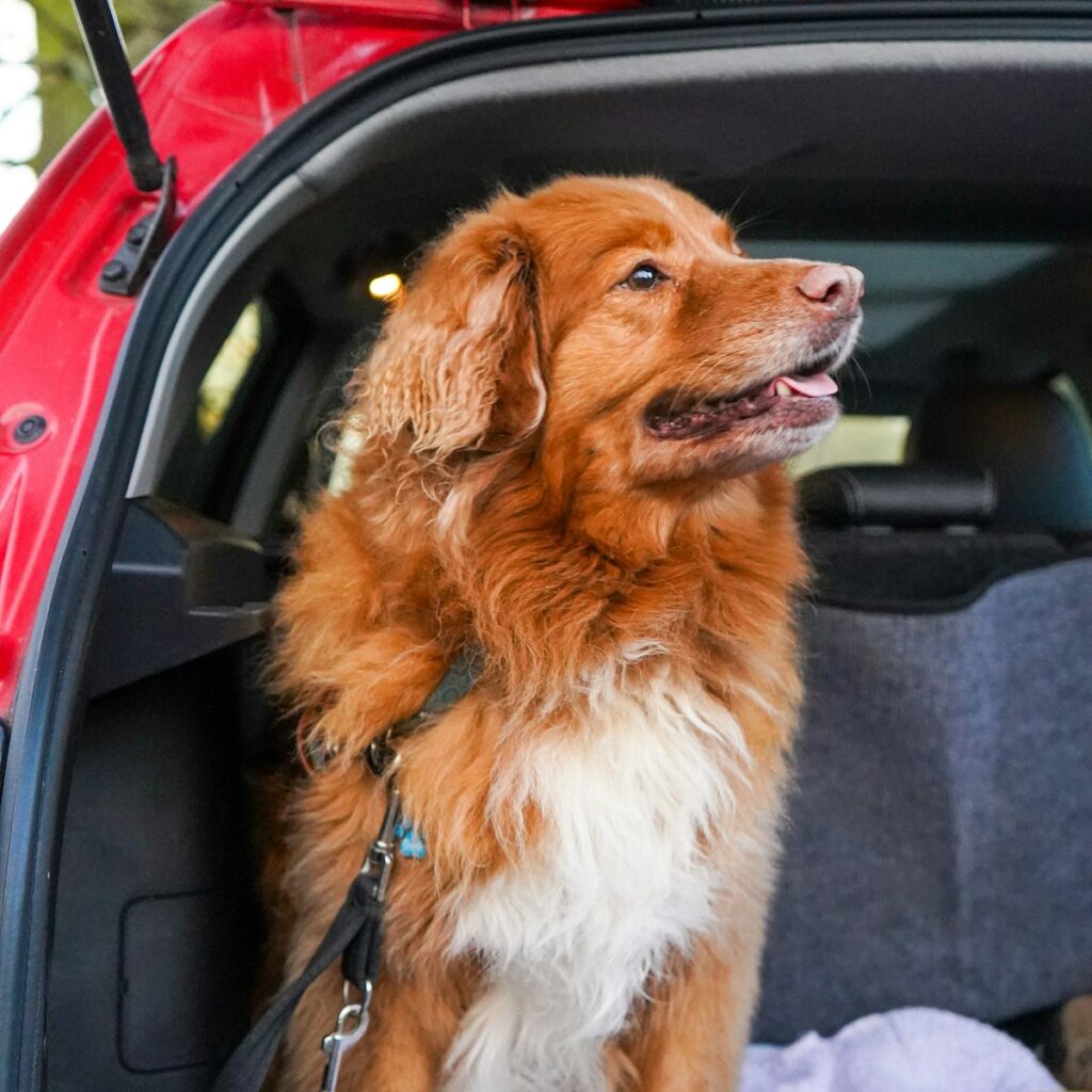 Only4MyPets Pack Harness dog car harness