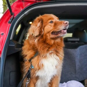 The Pack Harness