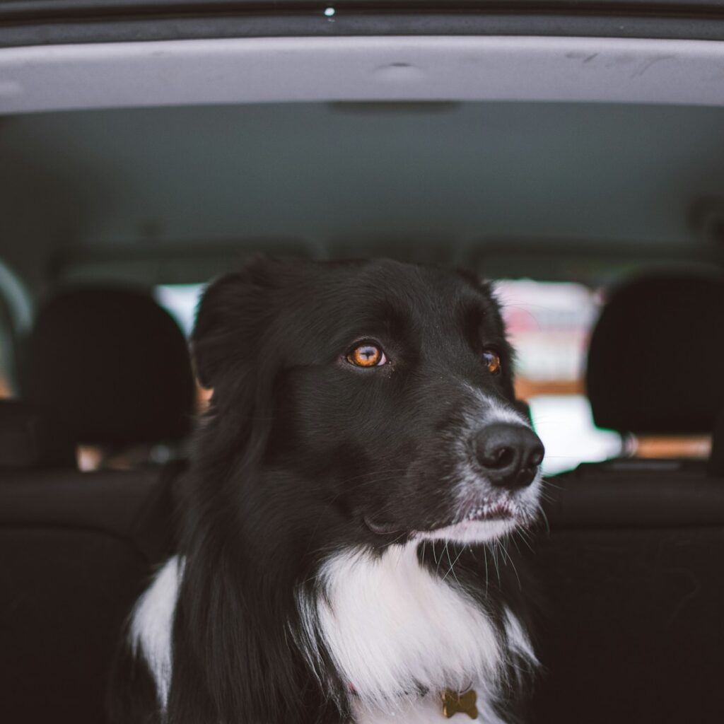 Only4MyPets Safe Ride Belt dog car seat belt — 2-pack
