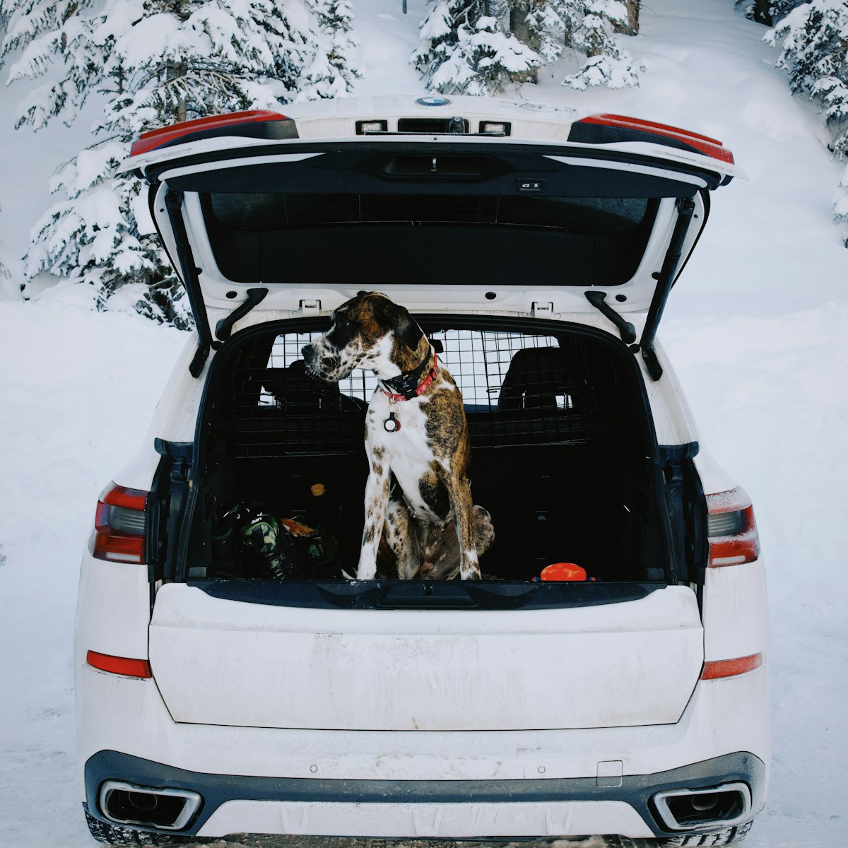 Only4MyPets Trail Guard dog cargo liner for SUV